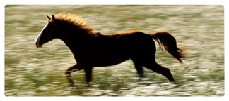 DNSEMP-L-340 Gone Riding